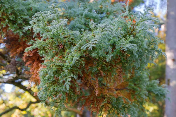 Branch Juniper Tree Covered Morning Dew Autumn Park Blurred Background — Stock Photo, Image