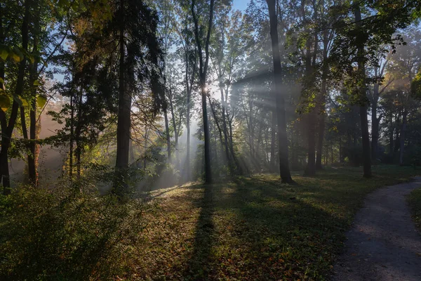 太陽の光で照らされた古い木や低木で秋の公園のセクションは バックライトで霧の朝に枝を通ってビーム — ストック写真