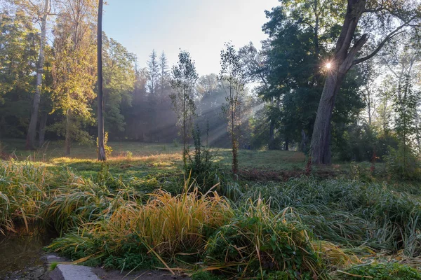 Sonbahar Parkının Eski Ağaçları Çalıları Sisli Bir Sabahta Arka Planda — Stok fotoğraf