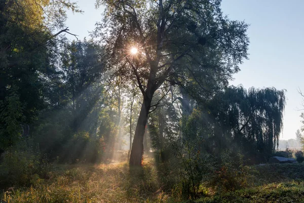 안개낀 아침에 안개낀 나뭇가지 사이로 햇살을 나무와 관목들이 공원의 — 스톡 사진