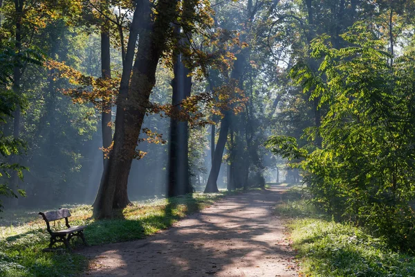 秋の朝 霧の中で太陽の光で照らされた古い木や低木に沿ってベンチと公園の歩道 バックライト付き — ストック写真