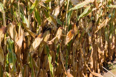 Sonbahar güneşli bir günde olgun kulaklı mısırın bir parçası, seçici bir odak noktası.