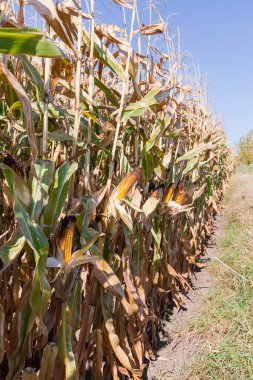 Sonbahar güneşli bir günde açık gökyüzüne karşı olgun kulaklı mısırların kökleri
