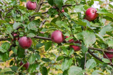 Meyve bahçesinde olgun kırmızı elmalar olan elma dalları, seçici odak noktasında yakın plan.
