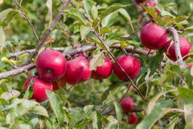 Meyve bahçesinde olgun kırmızı elmalar olan elma dalı, yakın plan.