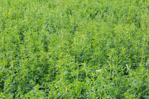 Teilstück Des Feldes Mit Luzerne Nach Vorheriger Mahd Bewölkten Herbsttag — Stockfoto