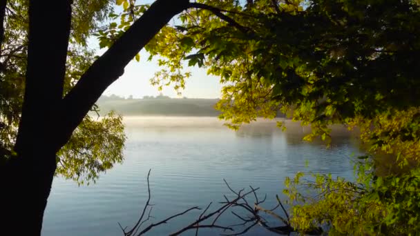 Λίμνη Ομίχλη Υψώνεται Πάνω Από Νερό Μέσα Από Κλαδιά Δέντρων — Αρχείο Βίντεο