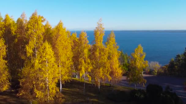 秋の公園で明るい黄色の葉を持つ白樺 空中ビュー — ストック動画
