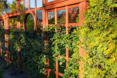 Sonbahar parkındaki dekoratif ahşap iskelete tırmanan bitkiler.