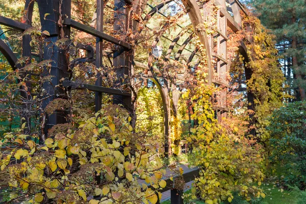 Klätterväxter Smyger Sig Upp Den Dekorativa Träramen Höstparken — Stockfoto