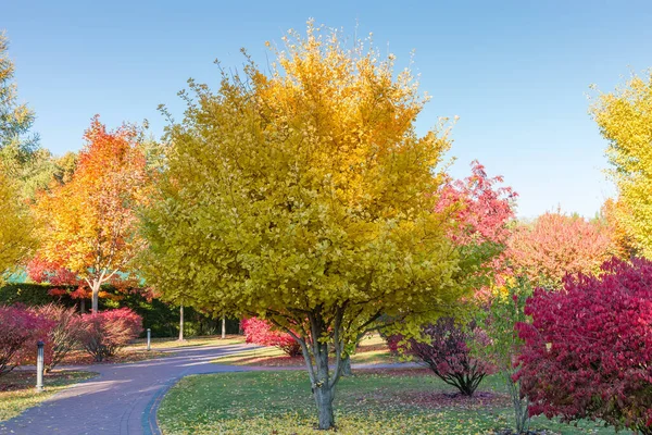 Podzimní Park Různými Listnatými Stromy Keři — Stock fotografie