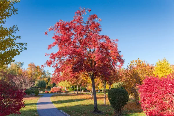 Rowan Strom Jasně Červenými Listy Bobulemi Shluky Podzimním Parku Proti — Stock fotografie