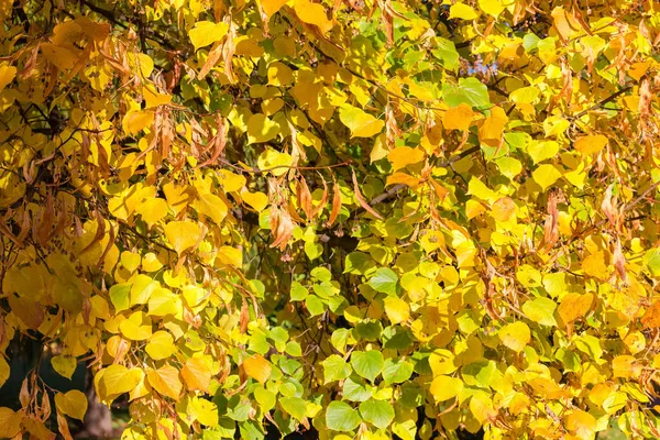 Fragmento Las Ramas Tilo Con Hojas Amarillas Otoño Frutos Secos — Foto de Stock