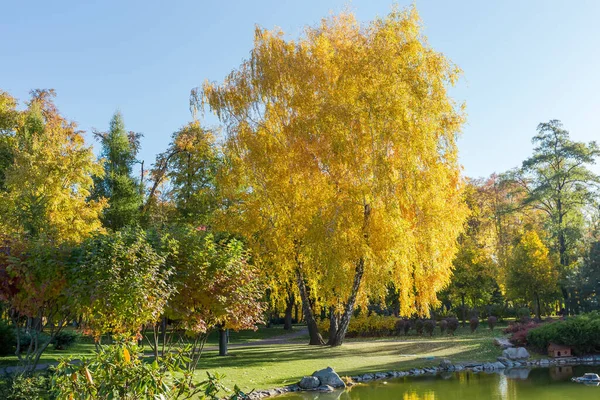 Tři Břízy Rostoucí Jednoho Místa Mezi Trávníkem Podzimním Parku Slunečného — Stock fotografie