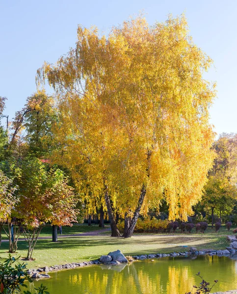 Tři Břízy Rostoucí Jednoho Místa Mezi Trávníkem Podzimním Parku Slunečného — Stock fotografie
