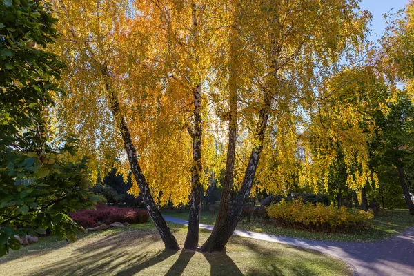 Čtyři Břízy Rostou Jednoho Místa Mezi Trávníkem Podzimním Parku Slunečného — Stock fotografie