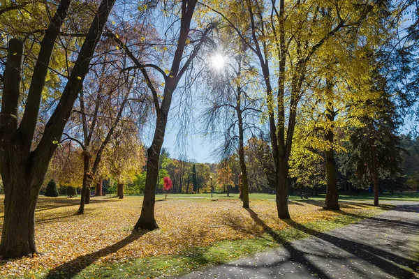 Jesienny Park Różnymi Drzewami Liściastymi Iglastymi Podświetleniu — Zdjęcie stockowe