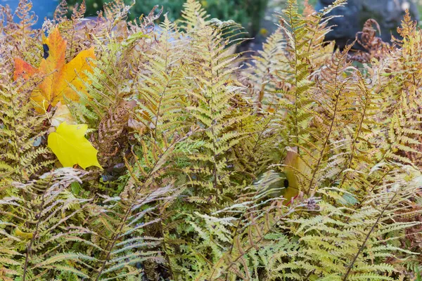 Буш Частично Засохшего Папоротника Опавшими Кленовыми Листьями Осеннем Парке — стоковое фото