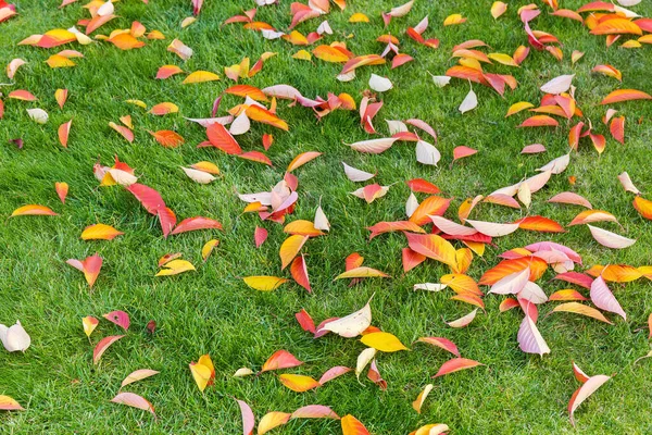 Fragment Trawnika Niewymiarową Trawą Rozrzuconą Opadłymi Jesiennymi Liśćmi Wiśni Teksturą — Zdjęcie stockowe
