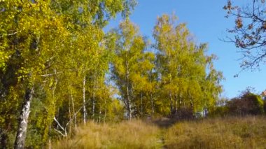 Sonbaharda yamaçta parlak sarı yapraklı huş ağaçları
