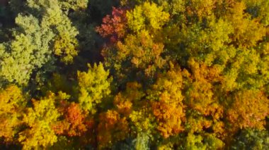 Çok renkli sonbahar yapraklı ağaç tepelerinin havadan görünüşü