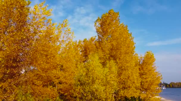 Тополя Осенью Ярко Желтой Листвы Вид Воздуха Среди Ветвей — стоковое видео
