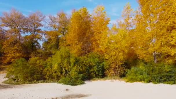 Деревья Осенней Желтой Листвы Песчаном Берегу Реки Вид Воздуха — стоковое видео