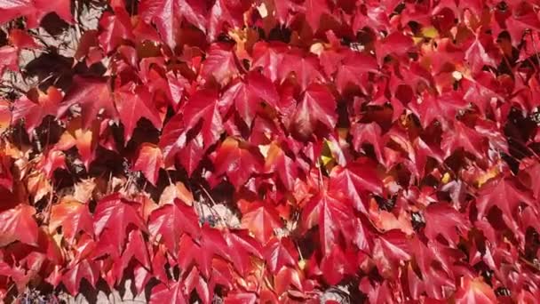 Mauerfragmente Dicht Mit Efeu Und Herbstblättern Überwuchert — Stockvideo