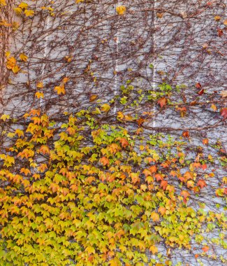 Bina duvarının bir kısmı kısmen düşmüş parlak sonbahar yapraklarıyla sarmaşıklarla kaplanmış.