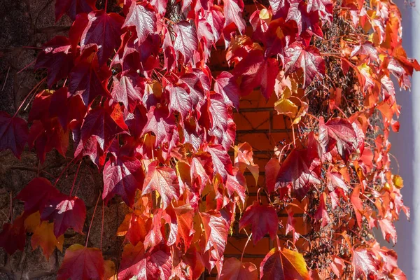 Fragment Wall Tightly Overgrown Climbing Ivy Bright Red Autumn Leaves — Stock Photo, Image