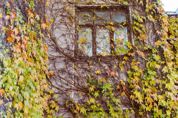 Fragment Façade Vieille Maison Avec Fenêtre Bien Recouverte Lierre Aux — Photo