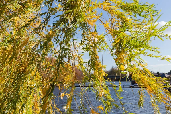 Gałęzie Wierzby Jesiennymi Liśćmi Wiszącymi Nad Wodą Nad Stawem Niebem — Zdjęcie stockowe