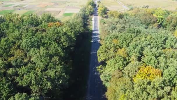 秋の森のアスファルトの道路 空中ビュー — ストック動画