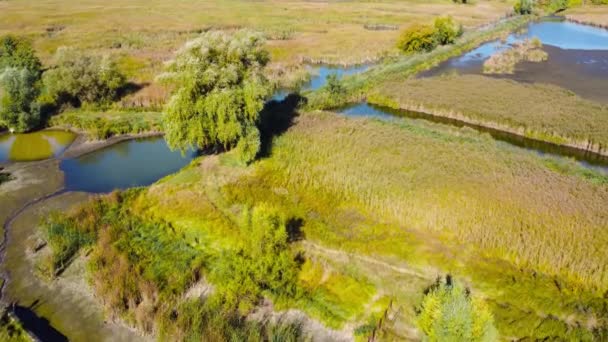 Piana Alluvionale Autunnale Ricoperta Canneti Alberi Singoli Vista Aerea — Video Stock