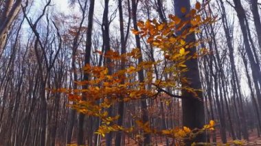 Sonbahar kayın ormanlarında parlak yapraklı kayın dalları