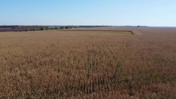 Kukuřičná Pole Obou Stranách Silnice Letecký Výhled — Stock video