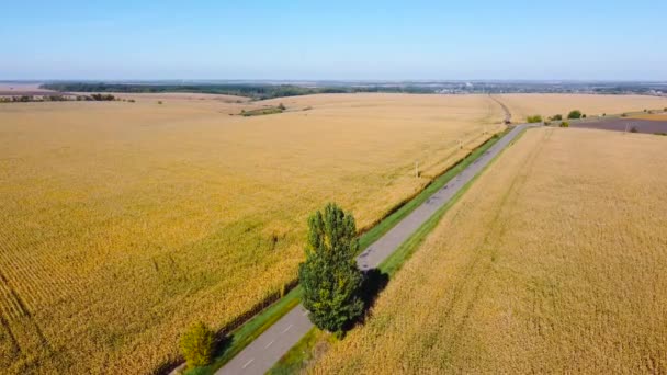 Kukuřičná Pole Obou Stranách Silnice Letecký Výhled — Stock video