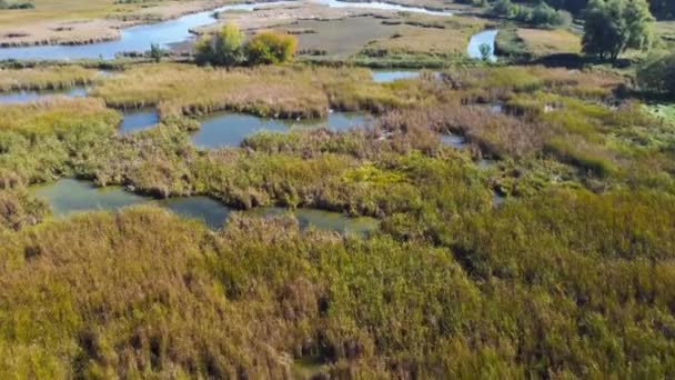 葦や一本の木が生い茂る秋の氾濫原 空中風景 — ストック動画