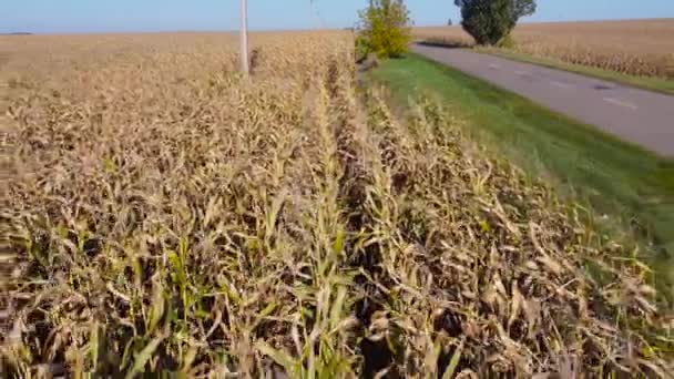 Corn Field Aerial View Stems Moving Backwards — Stock Video