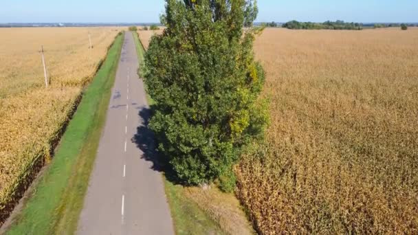 Enkele Populier Langs Weg Tussen Maïsvelden Vanuit Lucht Gezien — Stockvideo