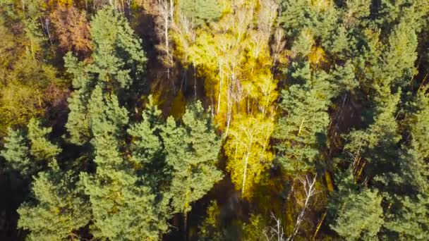 Kiefern Und Birkenwald Mit Hellem Herbstlaub Luftaufnahme — Stockvideo