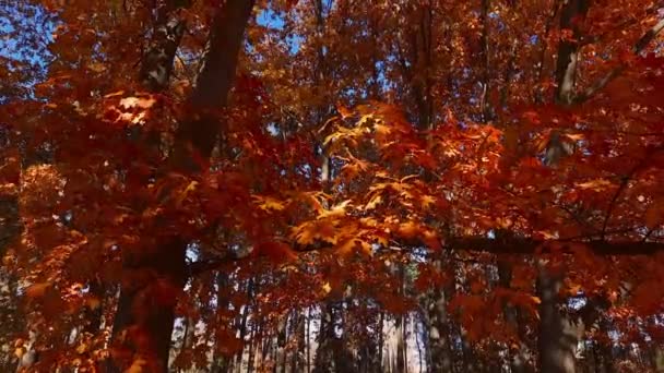 Fragmentierte Roteichen Mit Herbstblättern Bei Windigem Wetter — Stockvideo