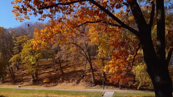 Sezione Del Parco Autunnale Con Foglie Cadenti Pieno Sole — Video Stock