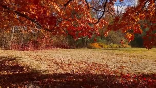 Rami Quercia Rossa Appesi Con Foglie Autunnali Nel Parco — Video Stock