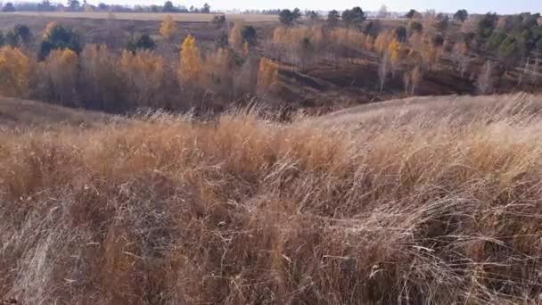 Vallei Met Zelden Groeiende Bomen Droog Gras Voorgrond — Stockvideo