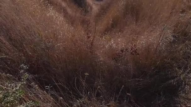 Ravin Sur Versant Vallée Avec Herbe Sèche Automne — Video