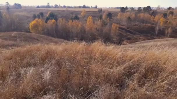 Vallei Met Zelden Groeiende Bomen Droog Gras Voorgrond — Stockvideo