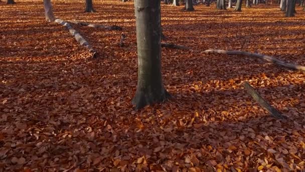 Buche Mit Hellen Teilweise Abgefallenen Blättern Herbstlichen Buchenwald — Stockvideo