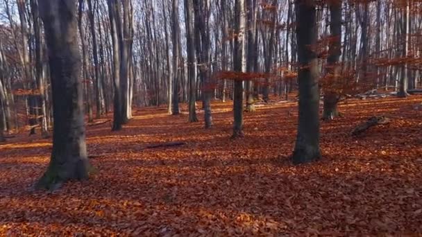 秋天山毛榉林 几乎完全落叶 — 图库视频影像