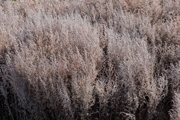 Hoog Verdord Gras Met Droge Stengels Rijpe Zaden Zonnige Herfstdag — Stockfoto